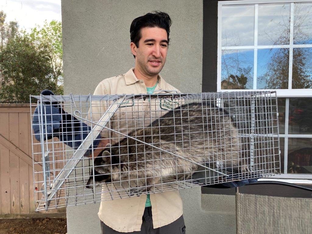 Denver raccoon trapping